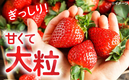 おおきみ いちご 2kg＜武藤農園＞CFV005 いちご 