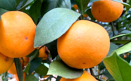 みかん【訳あり】 原口みかん 約5kg  [CCX009] 