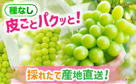  シャインマスカット 【2026年8月発送】約2kgvCGN003| シャインマスカット