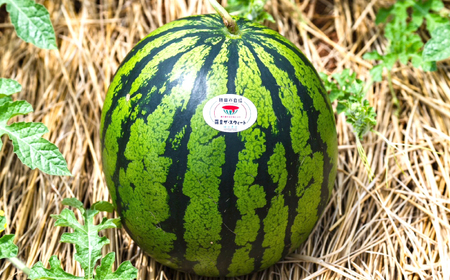 スイカ 羅皇ザ・スウィート 2玉 スイカ 【2026年6月下旬から順次発送】 [CGM006]  