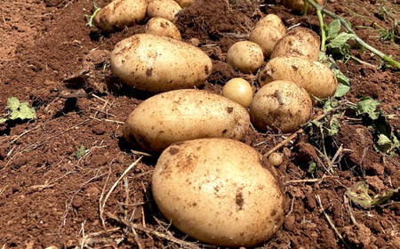 じゃがいも 10kg CGM004 じゃがいも