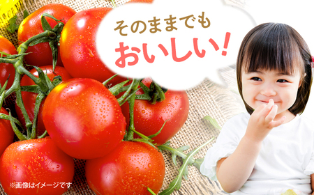【11月上旬より順次発送】 ミニトマト 1kg  [CGP001] 野菜 新鮮 赤 ミニトマト 小分け とまと