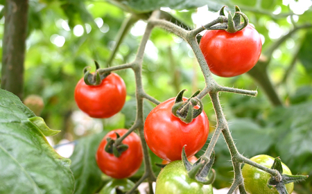 【11月上旬より順次発送】 ミニトマト 1kg  [CGP001] 野菜 新鮮 赤 ミニトマト 小分け とまと