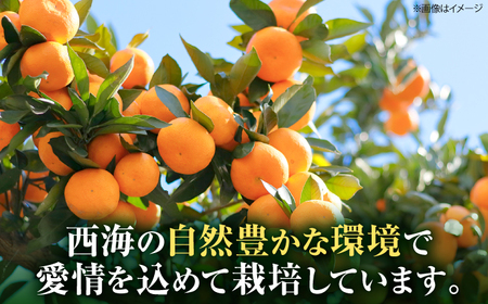 【12月中旬より配送開始】 石地みかん 約5kg （S,Mサイズ混合）＜濱崎ファーム＞ [CGT003] みかん