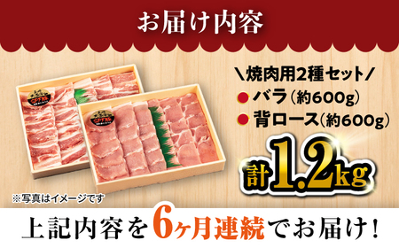 【6回 定期便 】 焼肉 豚 大西海 SPF豚 背ロース ＆ バラ （ 焼肉 用）計1.2kg（各600g） 焼肉 肉 食品 肉類 国産 豚肉 食べ比べ こだわり セット 甘み 旨み 豚バラ バラ肉 豚ロース 贈答 ギフト SPF豚 訳あり ＜大西海ファーム＞ [CEK045]