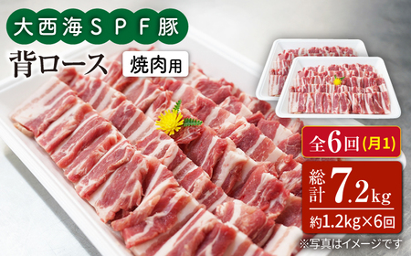 6回定期便 大西海SPF豚 背ロース 焼肉 計1.2kg 訳あり ＜大西海ファーム＞CEK097 焼肉