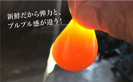 【6回定期便】 平飼い しあわせ たまご 20個＜松本養鶏場＞ [CCD028] 卵