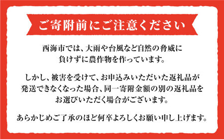 年内配送 原口みかん 約5kg [CCZ004]  みかん