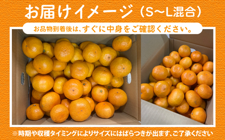 年内配送 原口みかん 約5kg [CCZ004]  みかん