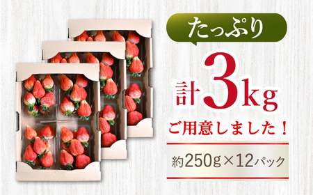 先行予約 訳ありいちご 計3kg[CDR006] いちご