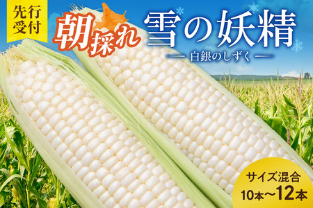 【希少品種】 白いとうもろこし「雪の妖精」 サイズ混合 10～12本 とうきび 産地直送_S021-0017