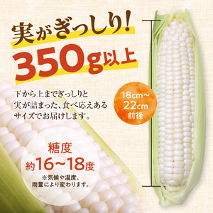 【希少品種】 白いとうもろこし「雪の妖精」 サイズ混合 10～12本 とうきび 産地直送_S021-0017