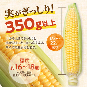 【黄金の甘さ】 ゴールドラッシュ！サイズ混合 10～12本 北海道産とうもろこし _S021-0019