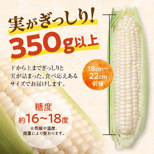 【2026年8月～発送開始！】北海道十勝清水町産 白いとうもろこし ホワイトショコラ サイズ混合 10～12本 北海道産とうきび _S021-0018