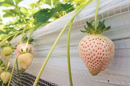 【期間限定発送】 いちご 白いちご 雲仙の花ぼうろ 180g✕4パック [トトノウ 長崎県 雲仙市 item1415] 苺 イチゴ 白いちご フルーツ 果物 くだもの 期間限定 季節限定