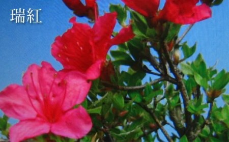 ミヤマキリシマ 雲仙ツツジ 苗木 × 2点 [ミヤマガーデン 長崎県 雲仙市 item1752] つつじ ツツジ 苗 花