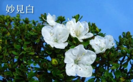 ミヤマキリシマ 雲仙ツツジ 苗木 × 2点 [ミヤマガーデン 長崎県 雲仙市 item1752] つつじ ツツジ 苗 花