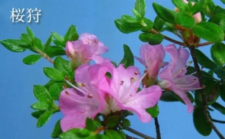 ミヤマキリシマ 雲仙ツツジ 苗木 × 2点 [ミヤマガーデン 長崎県 雲仙市 item1752] つつじ ツツジ 苗 花