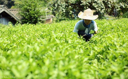 藍の青いお茶