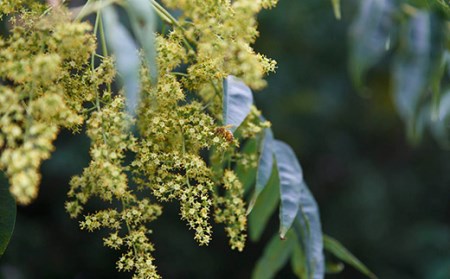 はちみつ 雲仙市産 純粋はちみつ 百花蜜 130g 1瓶 [熊崎養蜂 長崎県 雲仙市 item1778] ハチミツ 国産 非加熱 無添加