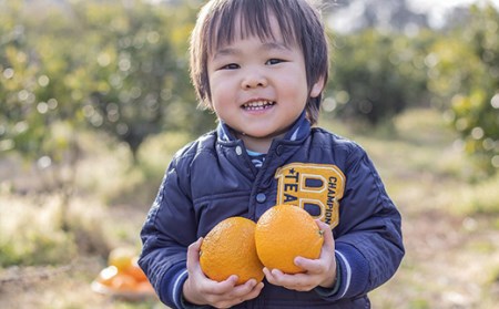 【期間限定発送】 みかん スイートスプリング 10kg 秀品 [森崎果樹園 長崎県 雲仙市 item1347] みかん 10kg 10キロ 果物 柑橘 期間限定