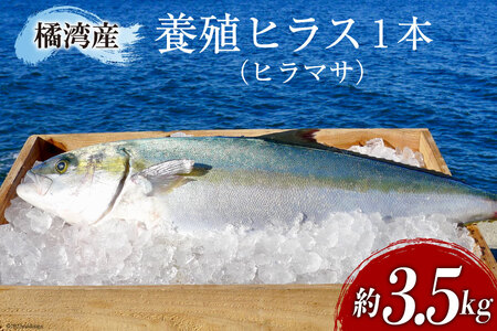 橘湾産養殖 ヒラス ( ヒラマサ ) 1本 約3.5kg / 荒木鮮魚店 / 長崎県 雲仙市 [item1092]