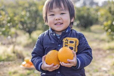 【期間限定発送】 はっさく 『 紅八朔 』 10kg [森崎果樹園 長崎県 雲仙市 item1349] 紅はっさく 八朔 はっさく 10キロ 果物 くだもの フルーツ