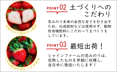 【期間限定発送】いちご 恋みのり 4パック（1kg以上） 2Lサイズ以上 朝どれ シャインファームから直送 [吉岡青果 長崎県 雲仙市 item1499] イチゴ 苺 果物 くだもの フルーツ 数量限定 期間限定