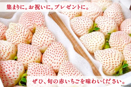 【期間限定発送】 いちご 白いちご 雲仙の花ぼうろ 250g×2パック [トトノウ 長崎県 雲仙市 item1411] 苺 イチゴ フルーツ 果物 くだもの 期間限定 季節限定