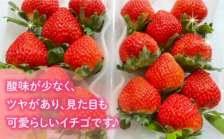 【2025年3月〜発送】【2回定期便】南島原産 いちご 「恋みのり」約260g×4P / イチゴ 苺 フルーツ 果物 / 南島原市 / あゆみfarm [SFF002]