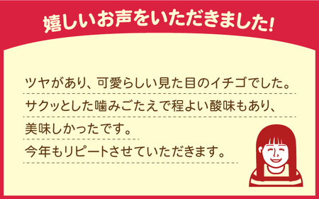 【2025年3月〜発送】【2回定期便】南島原産 いちご 「恋みのり」約260g×4P / イチゴ 苺 フルーツ 果物 / 南島原市 / あゆみfarm [SFF002]