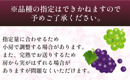 【2026年8月～発送】【数量限定】 旬の珍しい厳選 ぶどう 約 1kg / 旬 フルーツ ぶどう ブドウ 葡萄 くだもの 果物 マスカット 産地直送 / 南島原市 / 長崎県農産品流通合同会社 [SCB053]