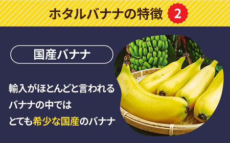 【とても希少な国産バナナをあなたへ！】hotaru バナナ 2本 / ばなな 果物 フルーツ / 南島原市 / hotaru[SFA001]
