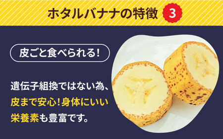 【とても希少な国産バナナをあなたへ！】hotaru バナナ 2本 / ばなな 果物 フルーツ / 南島原市 / hotaru[SFA001]