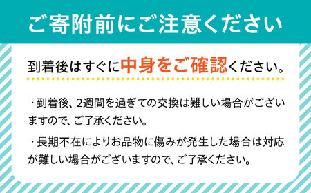 いちご【2026年1月中旬〜発送】いちご「ゆめのか」 約260g × 4P / いちご フルーツ 果物 イチゴ 苺 数量限定 いちご 産地直送 いちご 農家直送 旬 果物  / 南島原市 / O' Berry! [SGA001]