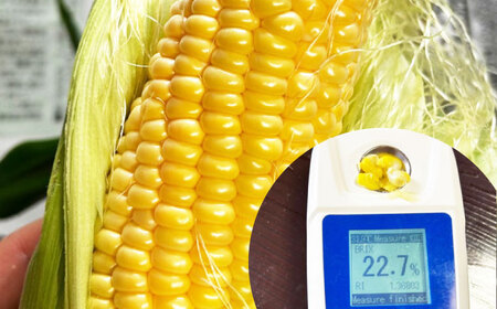 【2026年6月～発送】【最高糖度20度以上！】とうもろこし 2Lサイズ 10本 / ゴールドラッシュネオ トウモロコシ コーン スイートコーン / 南島原市 / 三和サービス株式会社[SGB008]