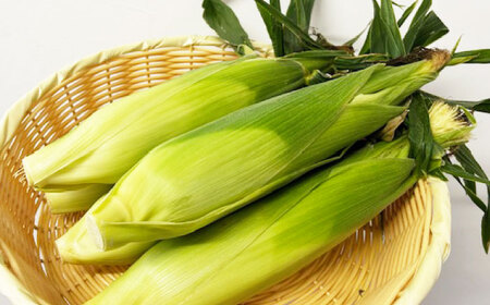 【2026年6月～発送】【最高糖度20度以上！】とうもろこし 2Lサイズ 10本 / ゴールドラッシュネオ トウモロコシ コーン スイートコーン / 南島原市 / 三和サービス株式会社[SGB008]