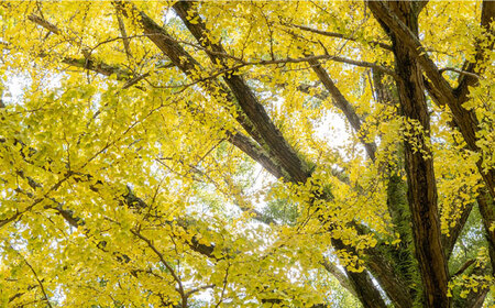 【においが残らずお手軽】イチョウ まな板（長男）  / 南島原市 / 森永材木店 [SBK002]