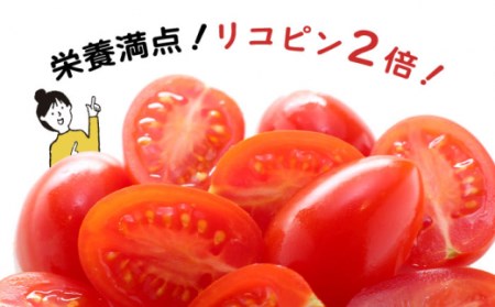 【完熟 ミニトマト】アイコトマト 約 3kg 南島原市 / 長崎県農産品流通合同会社[SCB052] / とまと ぎふと ミニとまと プレゼント 野菜 ギフト やさい ギフト 野菜 レシピ やさい レシピ トマトジュース とまとジュース