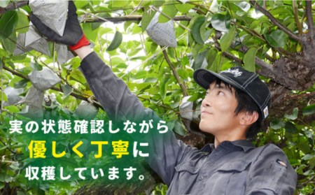 先行予約！【シャリッと食感がたまらない！】新高梨 5kg (玉数おまかせ) / 梨 南島原市 / ふるさと企画 [SBA012]
