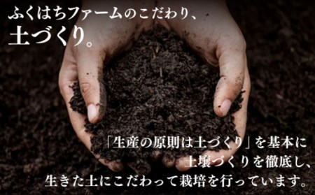 【2025年5月下旬〜順次発送】桃 特別栽培ハウスもも 約2.5kg 化粧箱入り  / 桃 もも モモ フルーツ 果物 旬 / 南島原市 / ふくはちファーム / 福島農園 [SBS006]