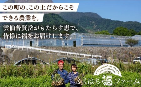 【2026年1月末〜順次発送】囲い生姜 約 3kg / ショウガ 南島原市 / ふくはちファーム/福島農園 [SBS011]