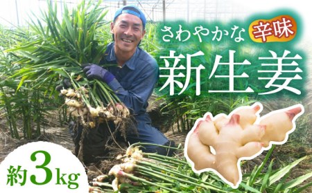 【2025年8月?発送】新生姜 約3kg / ショウガ しょうが 生姜 / 南島原市 / ふくはちファーム/福島農園 [SBS017]