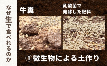 【生で食べられる】スイート アスパラ L〜3L 約 1kg / アスパラ あすぱら アスパラガス 3L 増田農園 アスパラガス 甘い / 南島原市 / 贅沢宝庫 [SDZ015]