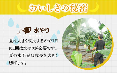 【3回定期便】【皮ごと食べられる！】なかなかバナナ  5本〈7月?9月は発送停止〉 / バナナ フルーツ 果物 定期便 フルーツ定期便 / 南島原市 / ミナサポ [SCW035]
