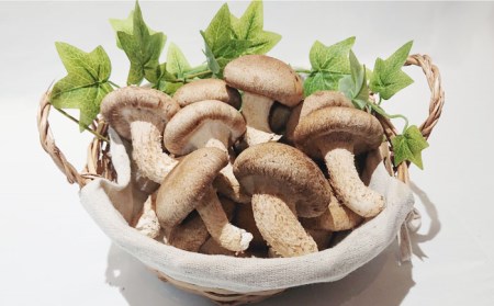 【12回定期便】きのこ 定期便 4品目 [SCZ015]