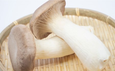 【12回定期便】きのこ 定期便 4品目 [SCZ015]