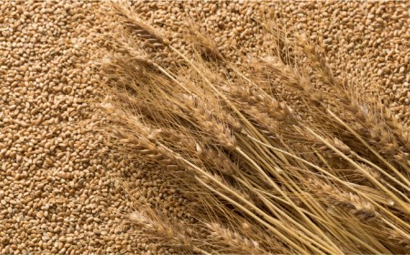 【 国産 小麦 100%】 長崎 手延べ うどん 4kg （200g×20P） /  南島原市 / 本村製麺工場 [SCP002]