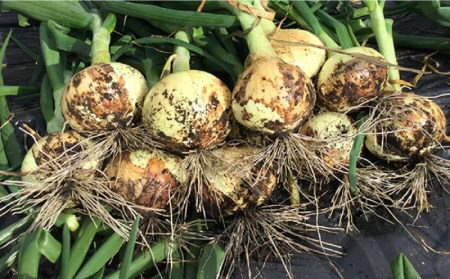 【2026年3月中旬-発送】塩玉ねぎ 約5kg（小玉） [SCB054] 玉ねぎ