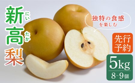 【2026年9月〜発送】【南島原産】新高 梨（8個から9個） / 南島原市 / ながいけ [SCH039]